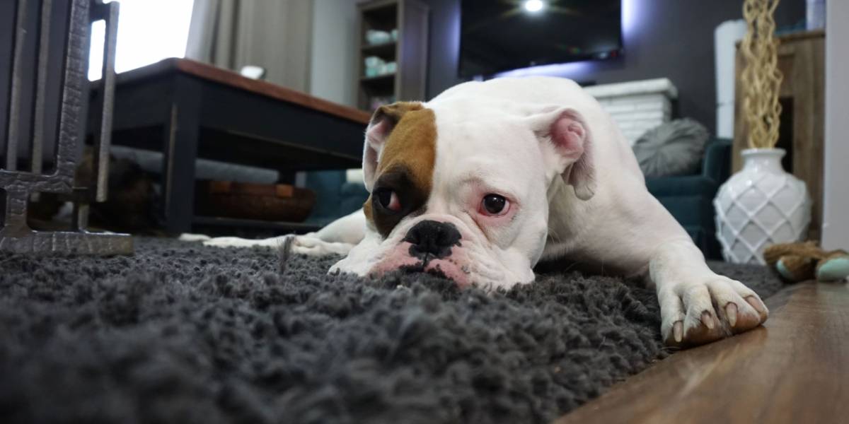 Coronavirus: Wuhan cuenta con una brigada de rescate de animales abandonados