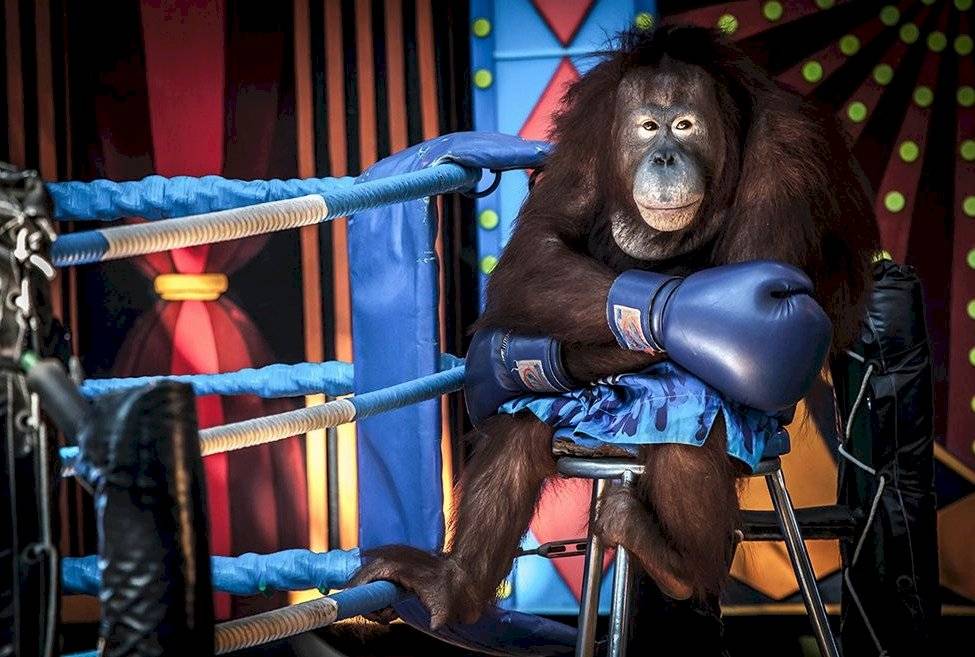 Un desafortunado orangután siendo explotado para un espectáculo
