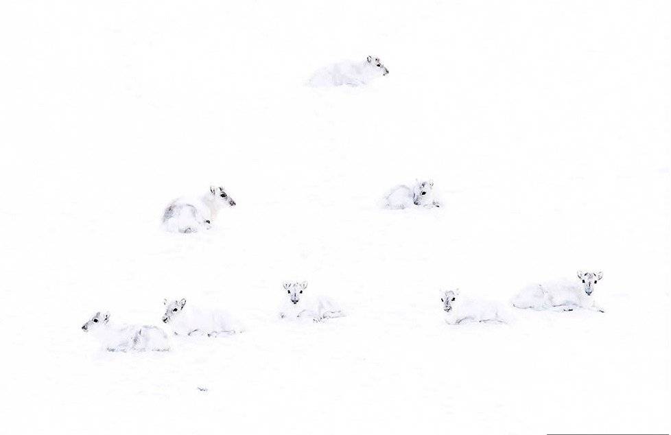 un grupo de renos árticos blancos en la nieve