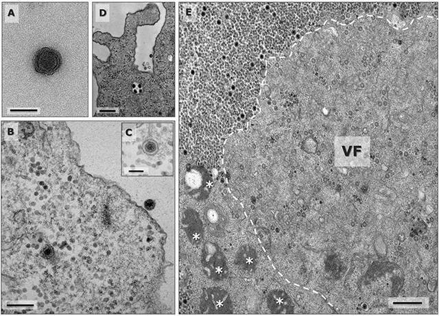 Yaravirus