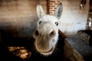 Burro mexicano