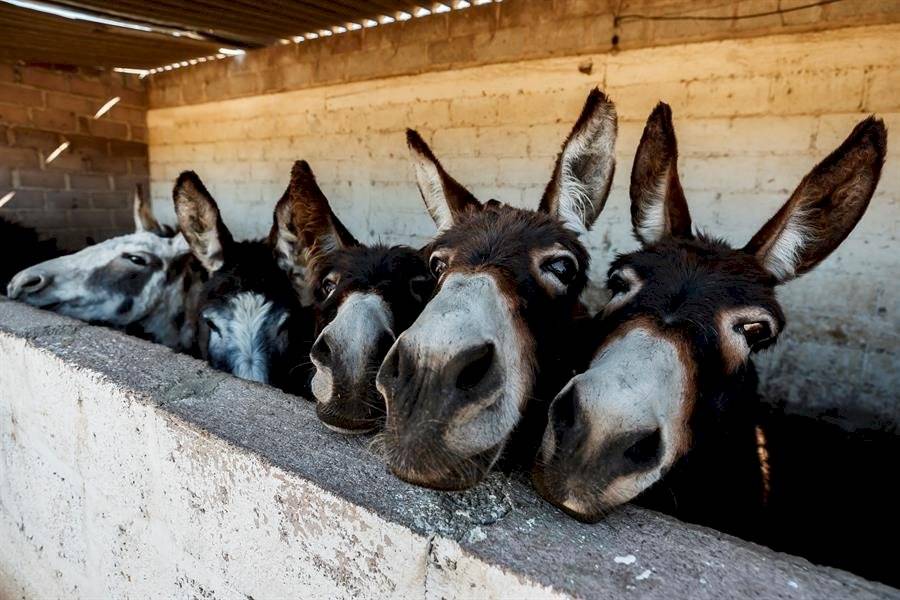 Burro mexicano