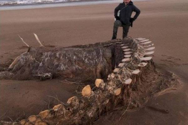 Esqueleto de “legendaria criatura" fue hallado en playa de Escocia