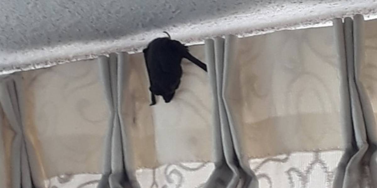 "Tengo murciélagos en mi living": alerta de vecinos tras denuncias de "plagas" en edificios de Santiago
