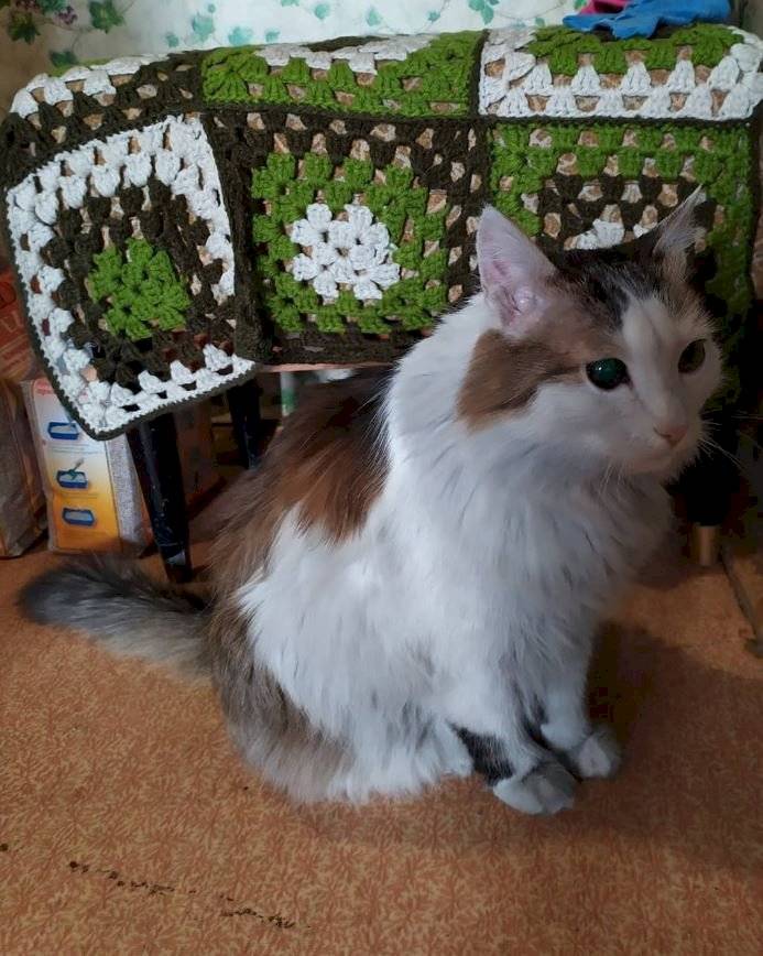 Gato