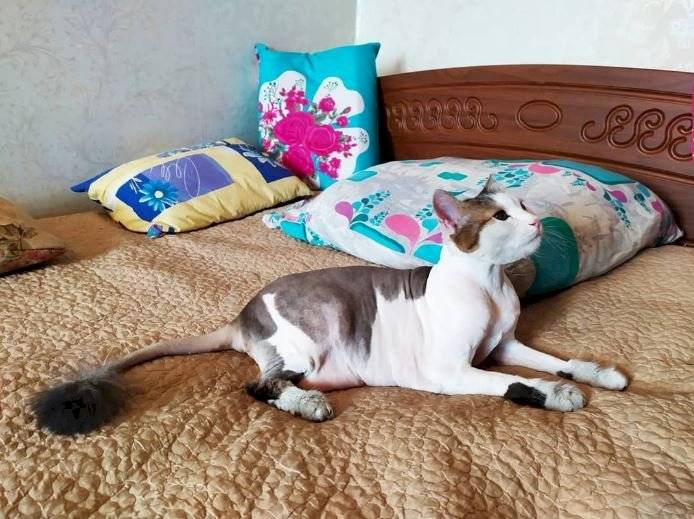 Gato