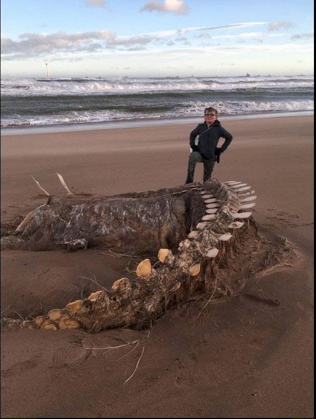 Esqueleto de “legendaria” criatura fue hallado en playa de Escocia