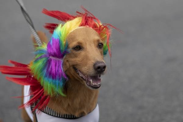 Carnaval de perritos
