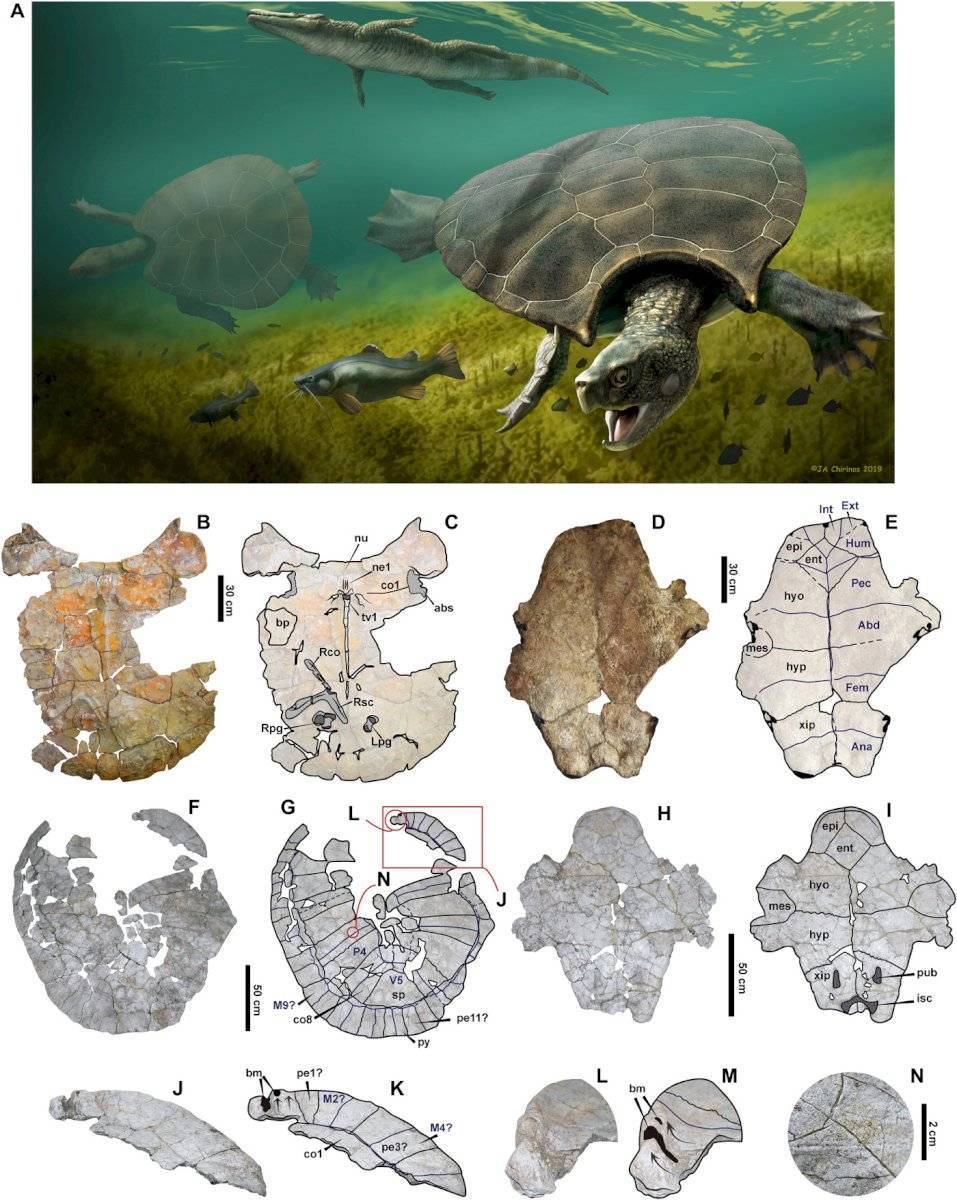 tortuga