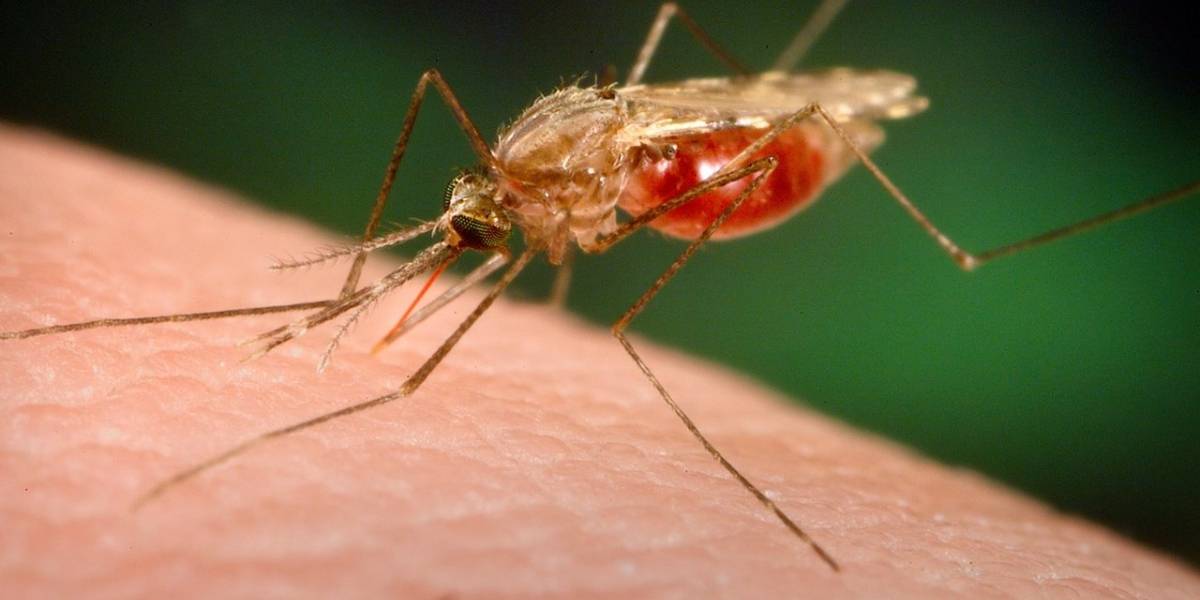 Malaria en Chile: Decretan riesgo sanitario en el norte del país por dos casos de la enfermedad