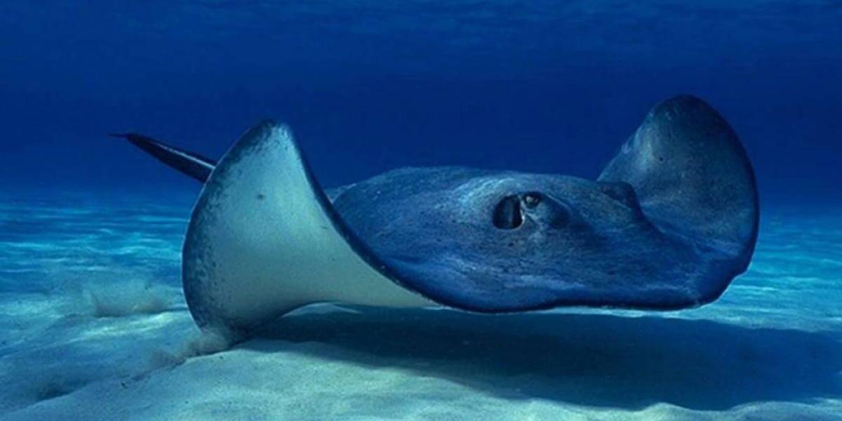 Mantarraya rosa: mira la única fotografía real de este insólito animal marino