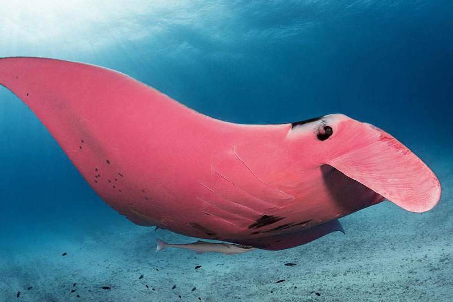 Mantarraya rosa: mira la única fotografía real de este insólito animal marino