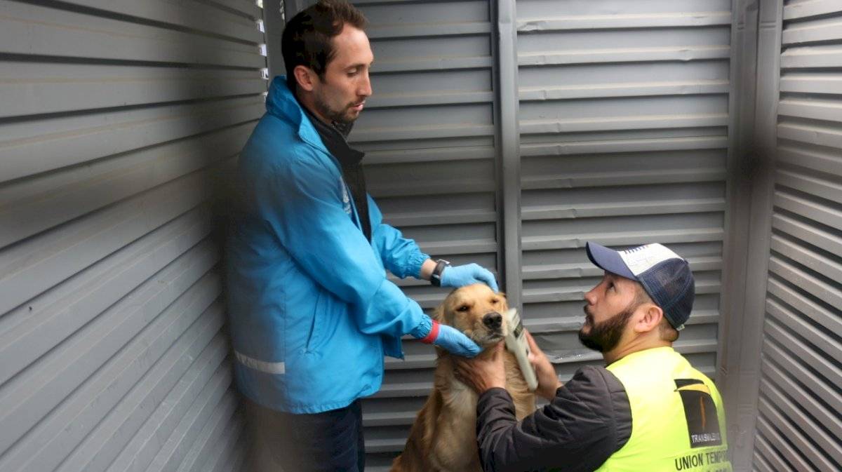 Enfermos, mal alimentados y con falta de vacunas, así estaban los perros que salieron de TM