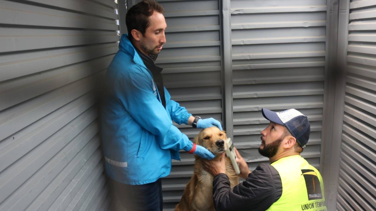 Enfermos, mal alimentados y con falta de vacunas, así estaban los perros que salieron de TM