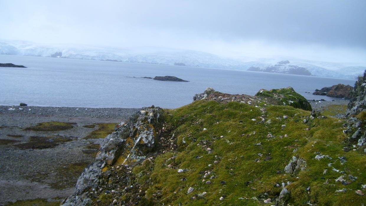 Durante este verano se han registrado temperaturas más altas de los normales en la Antártida llegando incluso a aparecer pasto por la falta de nieve.