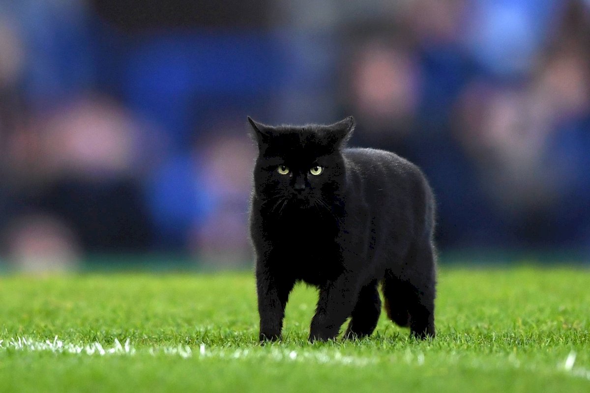 Un gato saltó a la cancha en un partido entre el Everton FC y el Wolverhampton