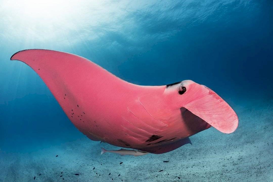 El fotógrafo pensó que su lente estaba fallando debido al color del animal.