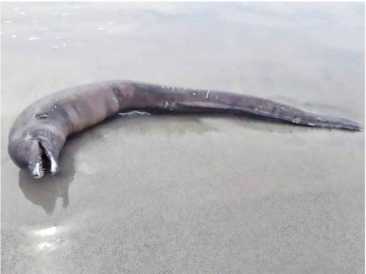 Extraña criatura, con cabeza de delfín y dientes de tiburón, apareció en una playa de Ecuador