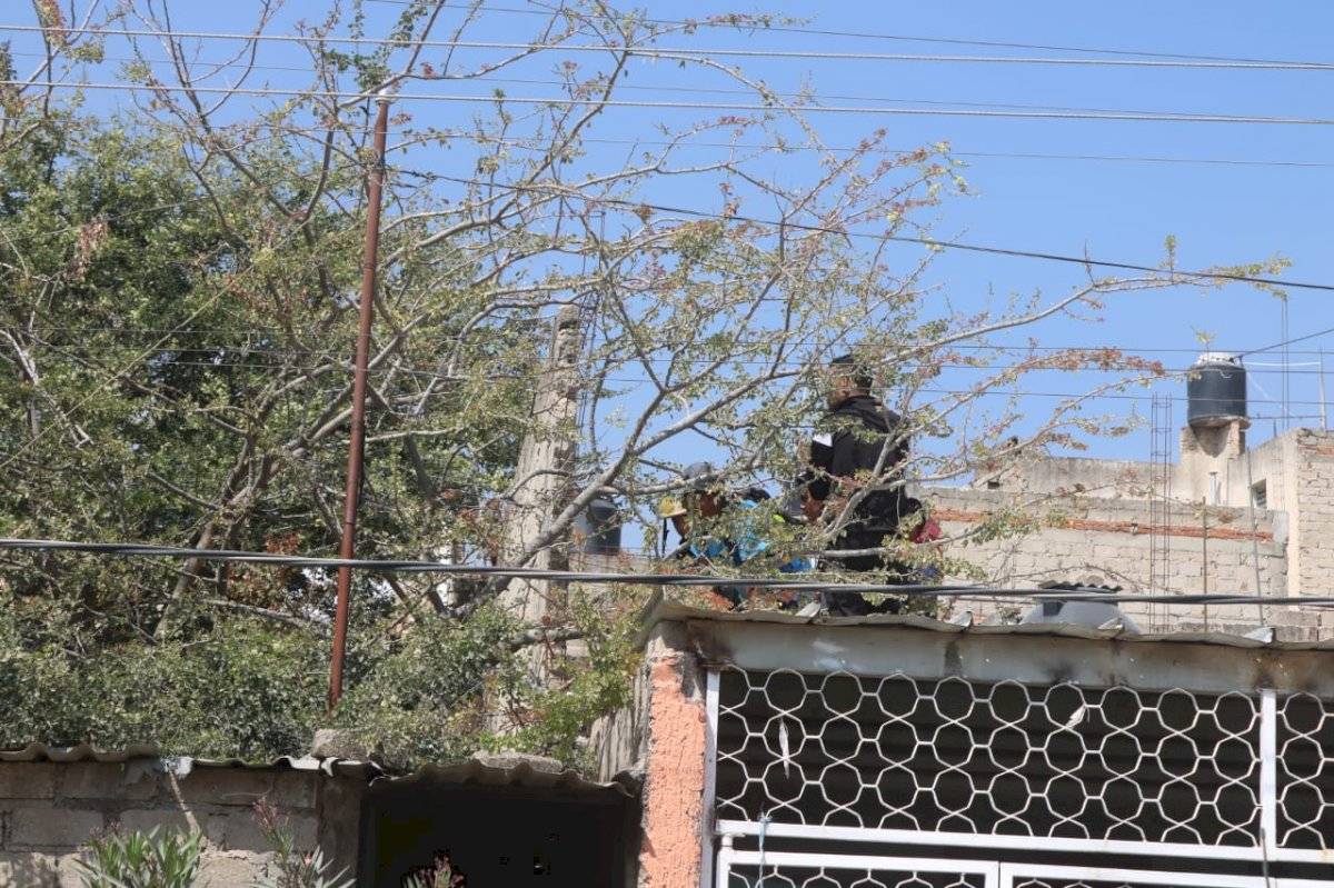 Perro pitbull mata a niño que cayó de un árbol en Zapopan