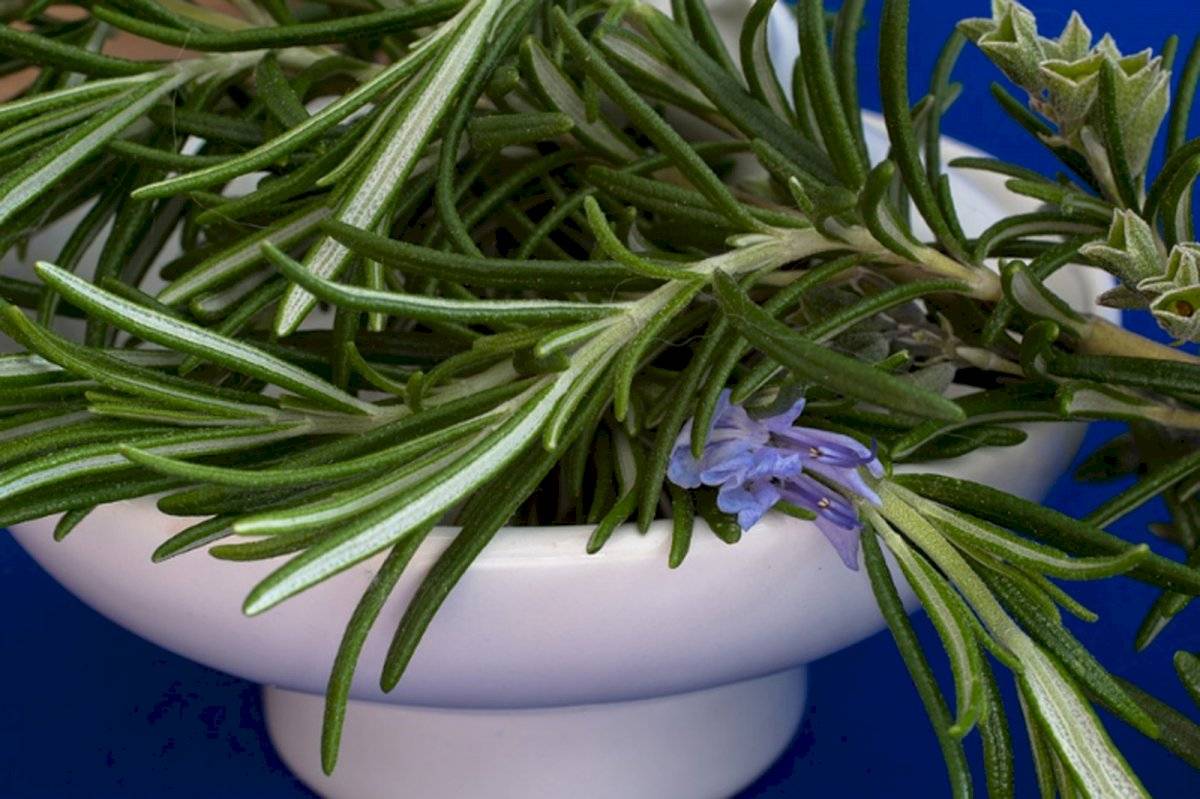Esta infusión de romero para el cabello lo fortalecerá y evitará su caída
