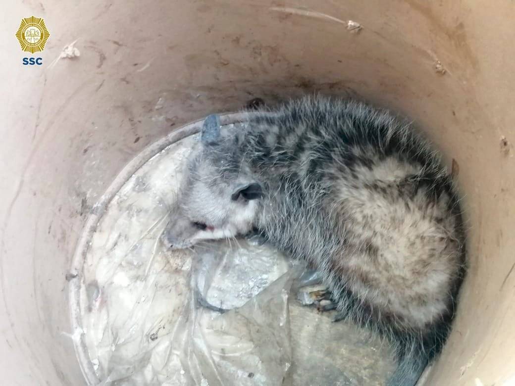 Brigadistas rescatan pequeño tlacuache en la GAM