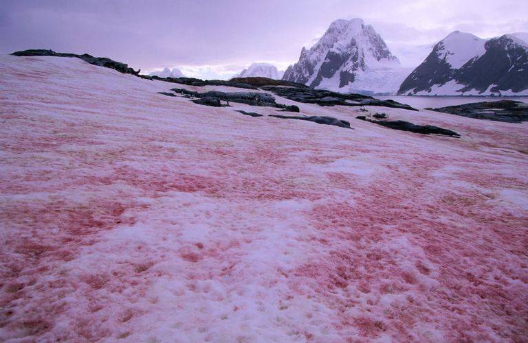 Antártida: científicos desorientados por presencia de nieve rosa en base ucraniana Antártida: científicos desorientados por presencia de nieve rosa en base ucraniana