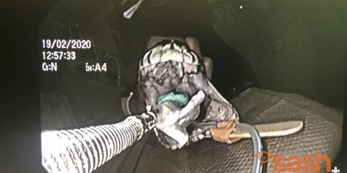 Le salvaron la vida y se volvió viral: el impactante video en el que extraen una toalla de playa completa del interior de una serpiente pitón