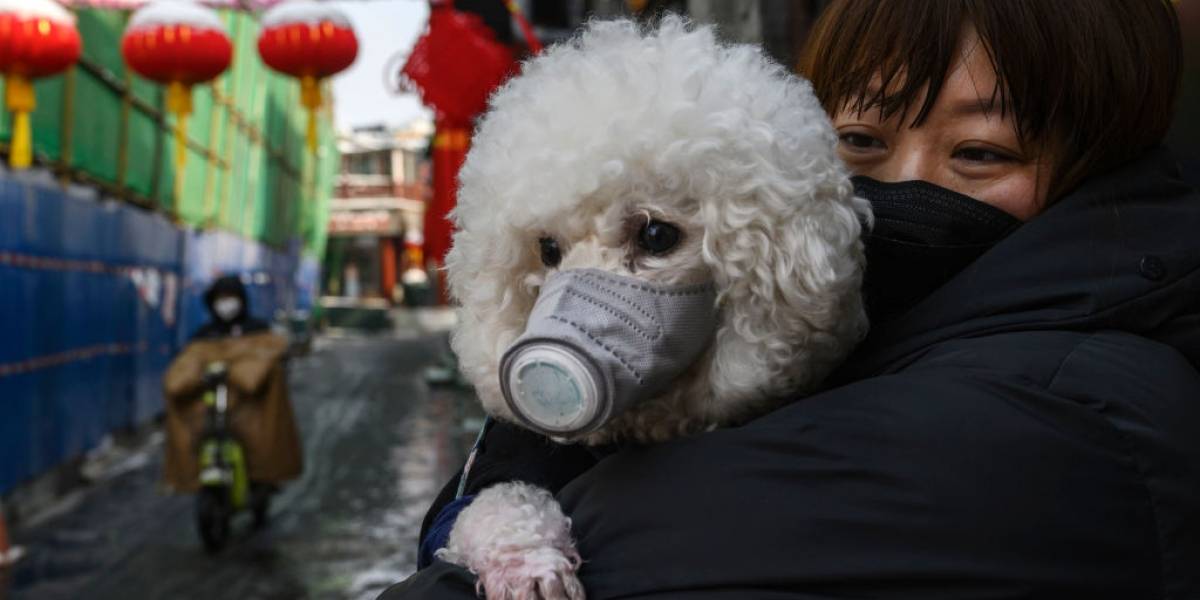 China deve proibir consumo de carne de cachorro e gato