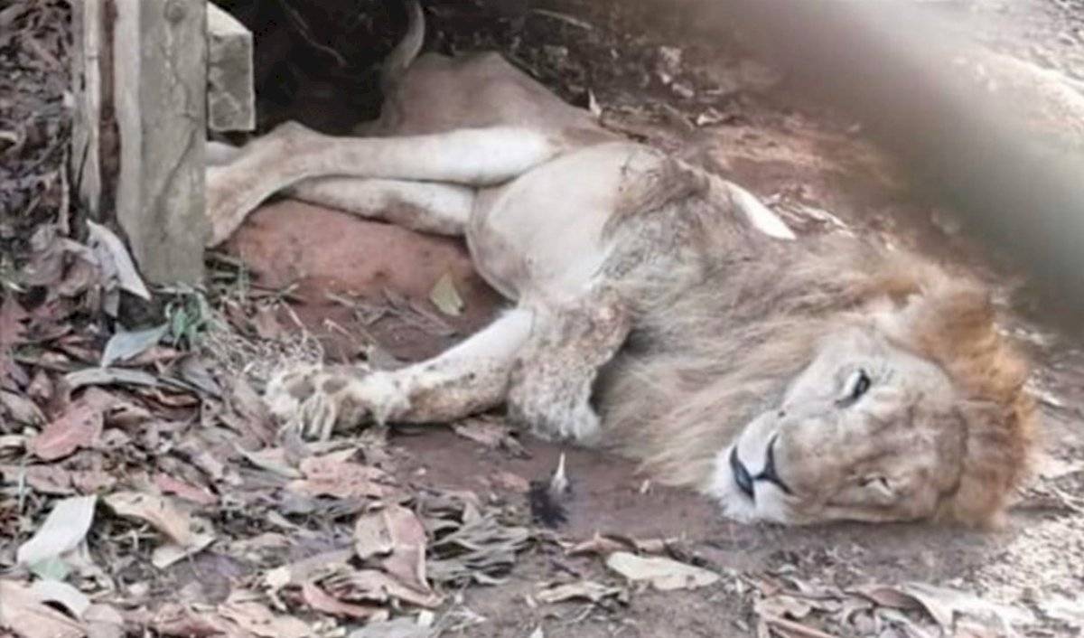 León Júpiter encontrado enfermo