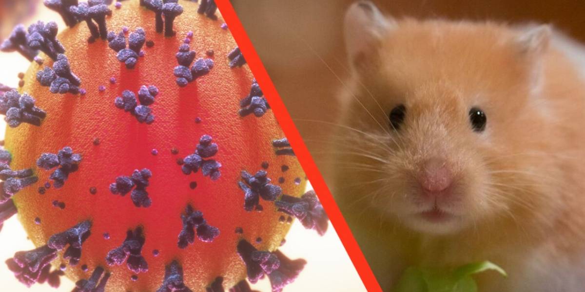 Coronavirus: xHamster ofrece Premium gratis a regiones infectadas