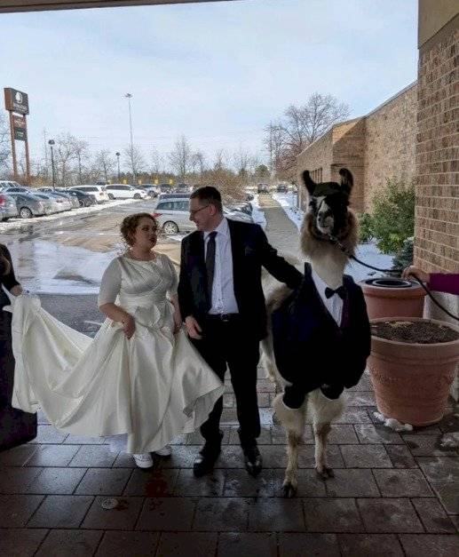 llama en una boda