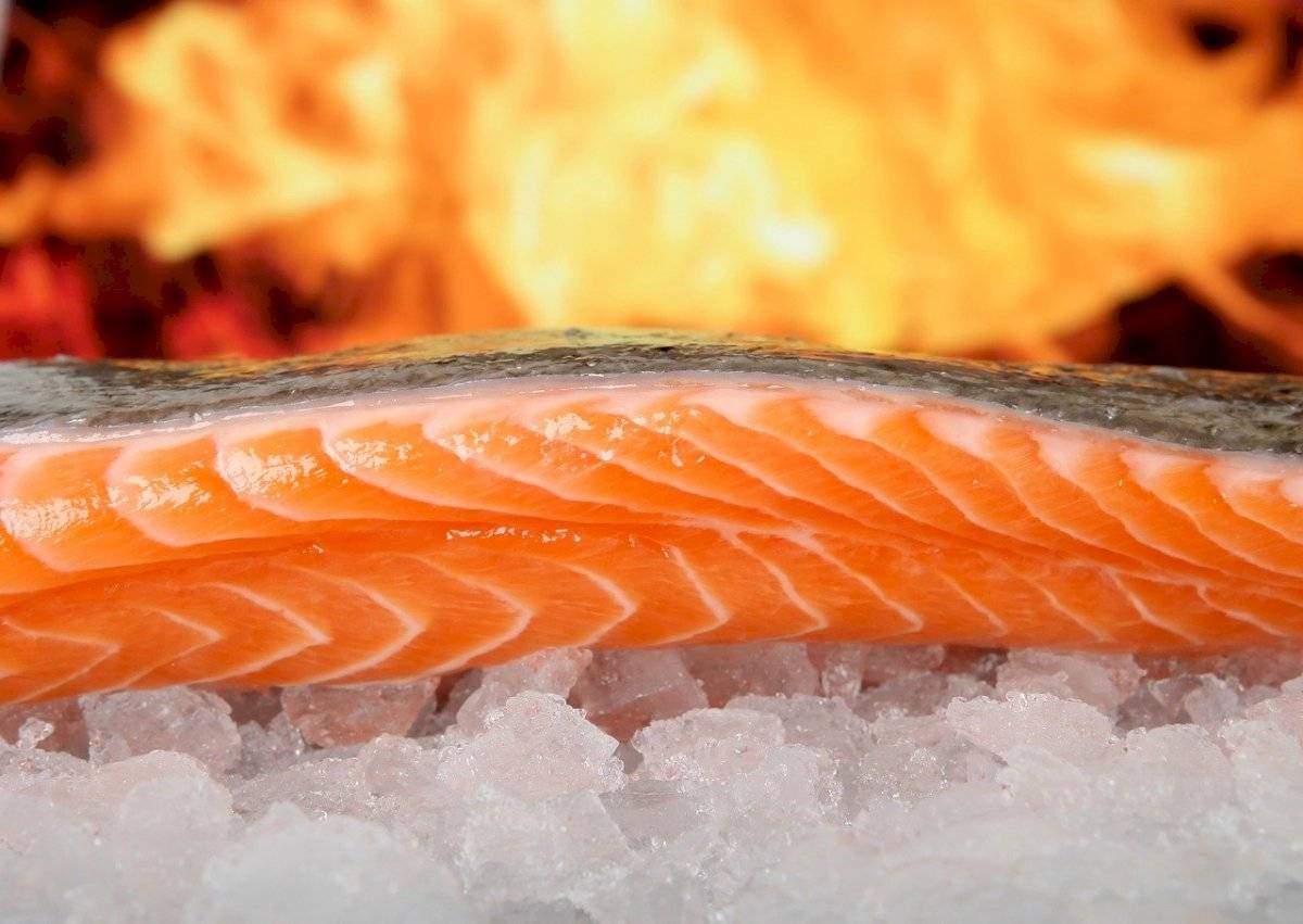 Salmão