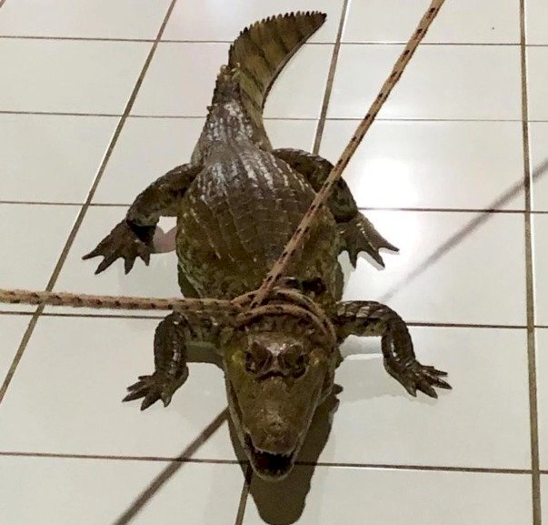 Reprodução/Instagram