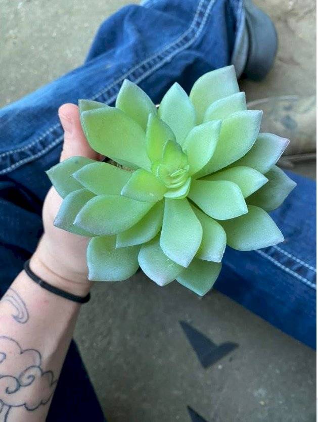 Mujer regó una planta sin darse cuenta que era de plástico
