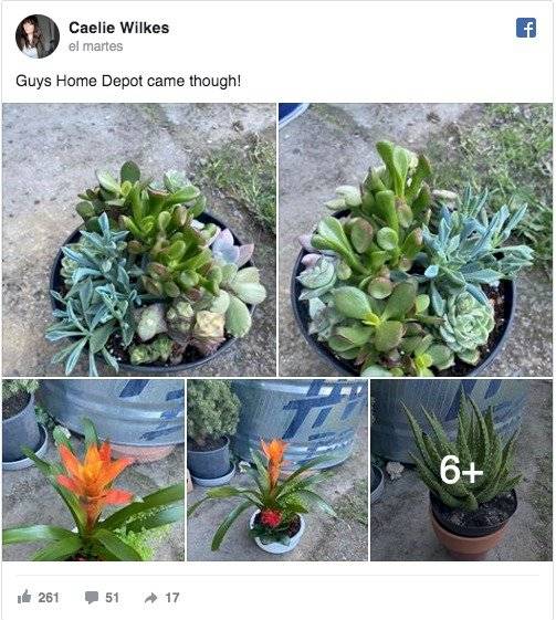Plantas regaladas a mujer que cuidó un suculenta por dos años