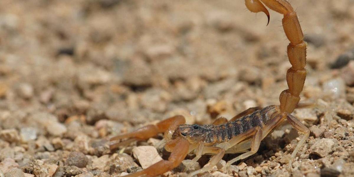No solo mata: esta es la increíble propiedad que descubrieron en el veneno del alacrán