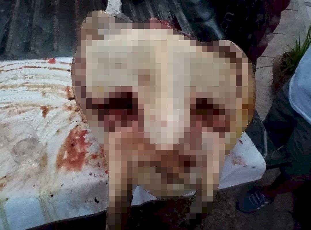 Prisión preventiva para sujeto que faenó a tortuga marina en peligro de extinción
