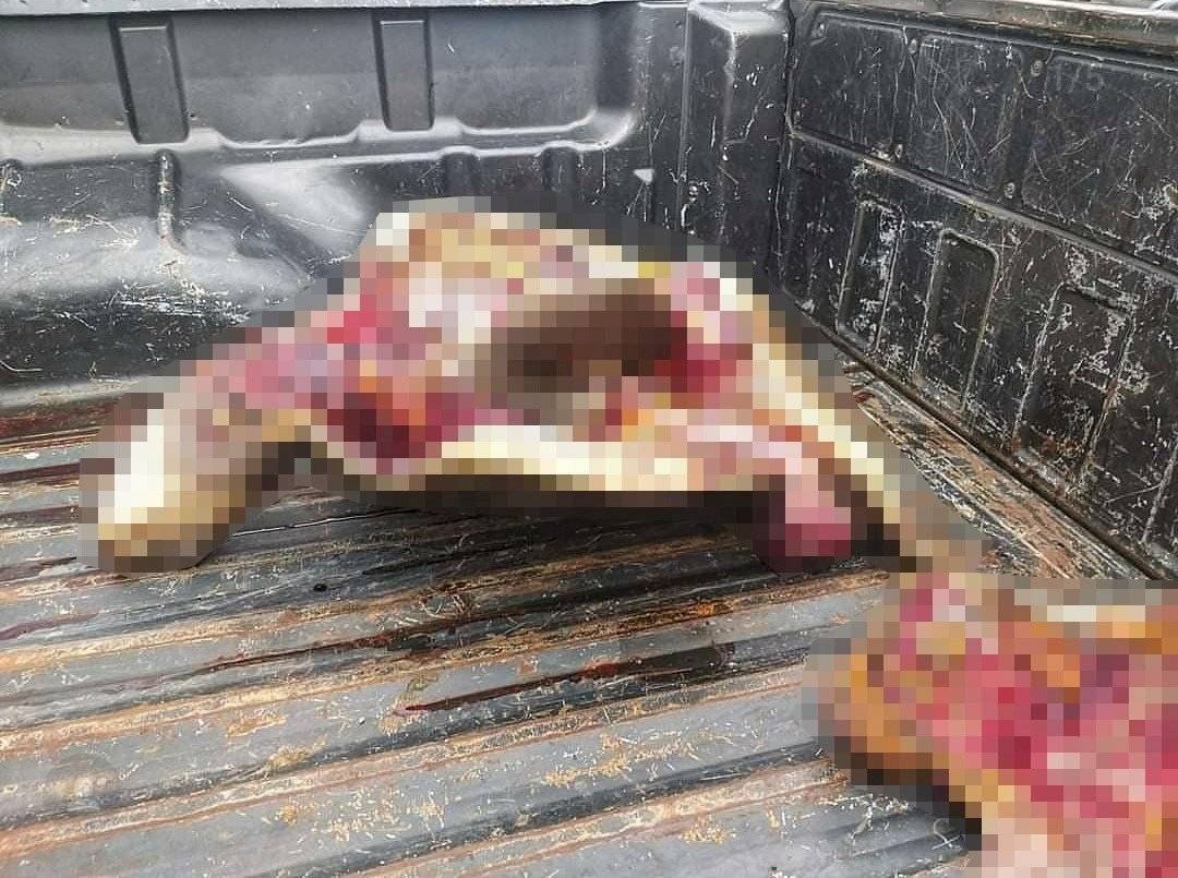 Prisión preventiva para sujeto que faenó a tortuga marina en peligro de extinción