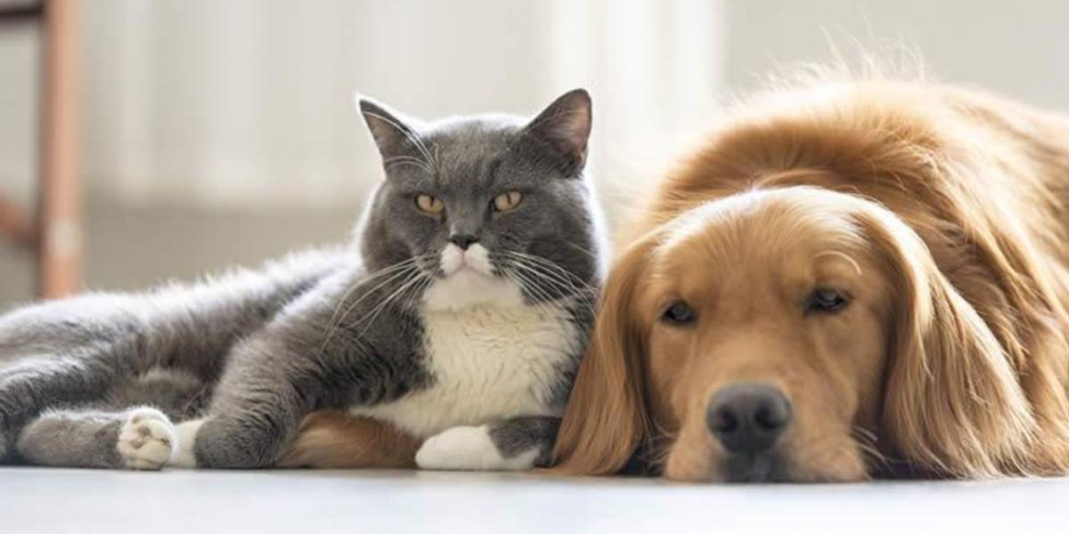 ¿Pueden los perros o gatos contagiarte de Coronavirus?
