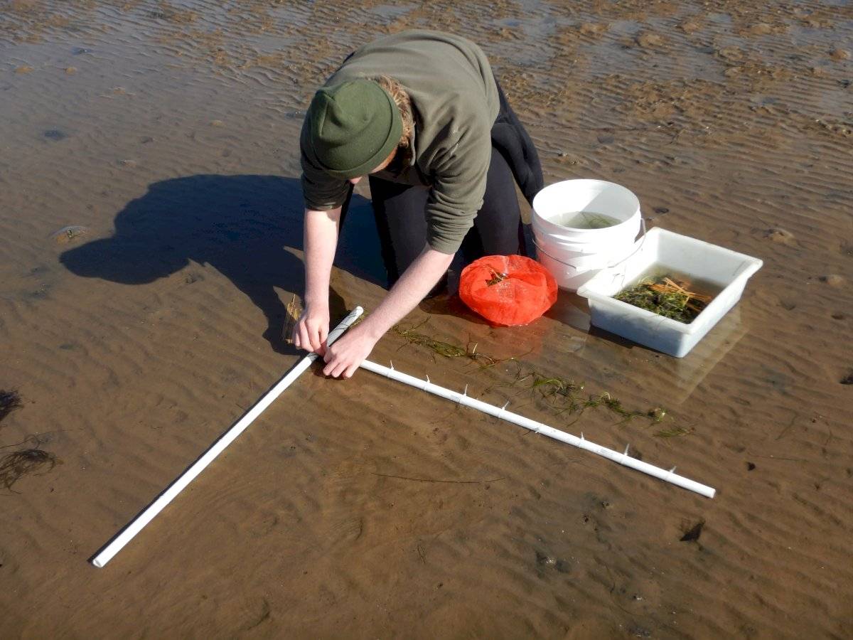 Seagrass