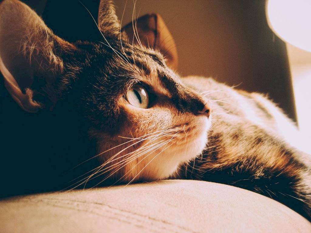 Los gatos son una de las mascotas más fieles como compañía.