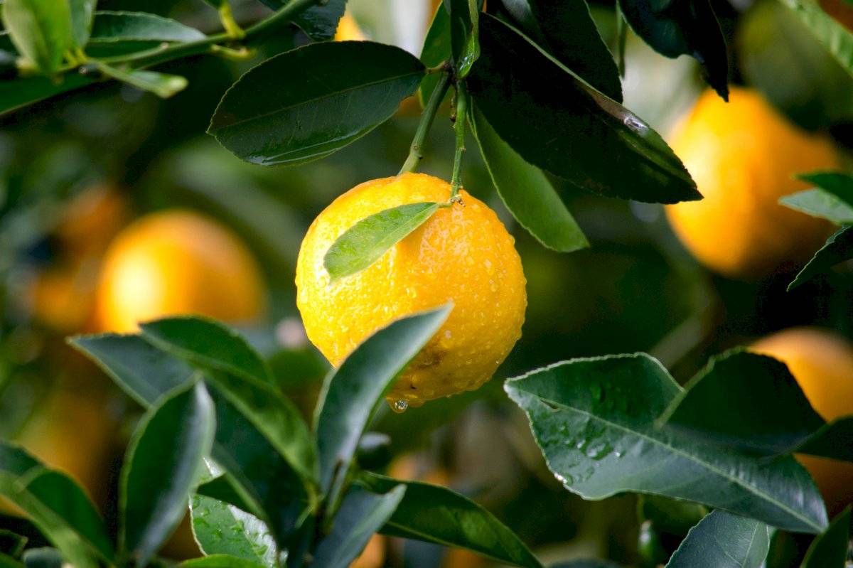 Los limones contienen un alto potencial de vitamina C
