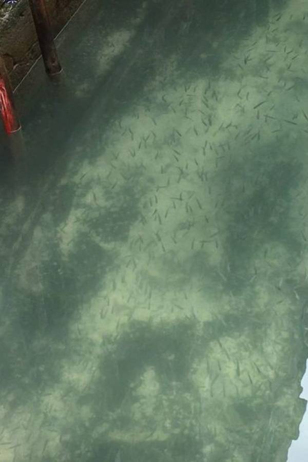 Água em canal de Veneza, Itália