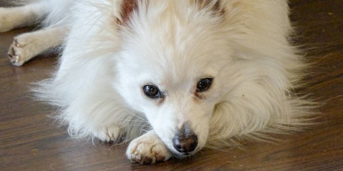 Coronavirus: muere el primer perro diagnosticado con el virus