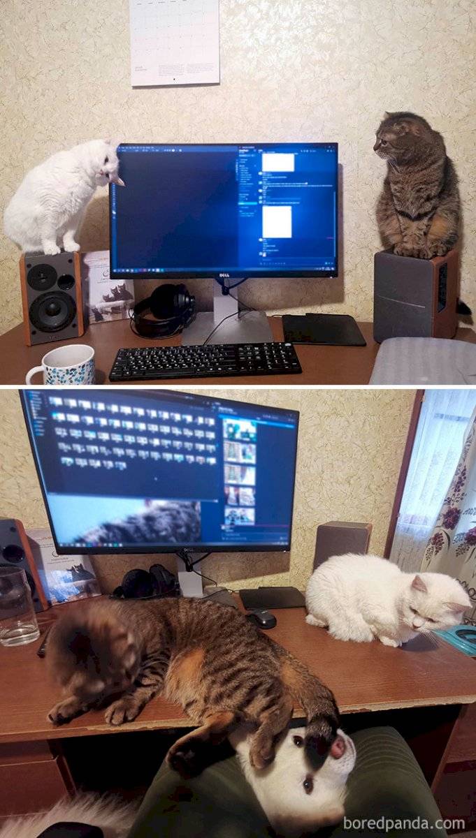 Reprodução/Bored Panda