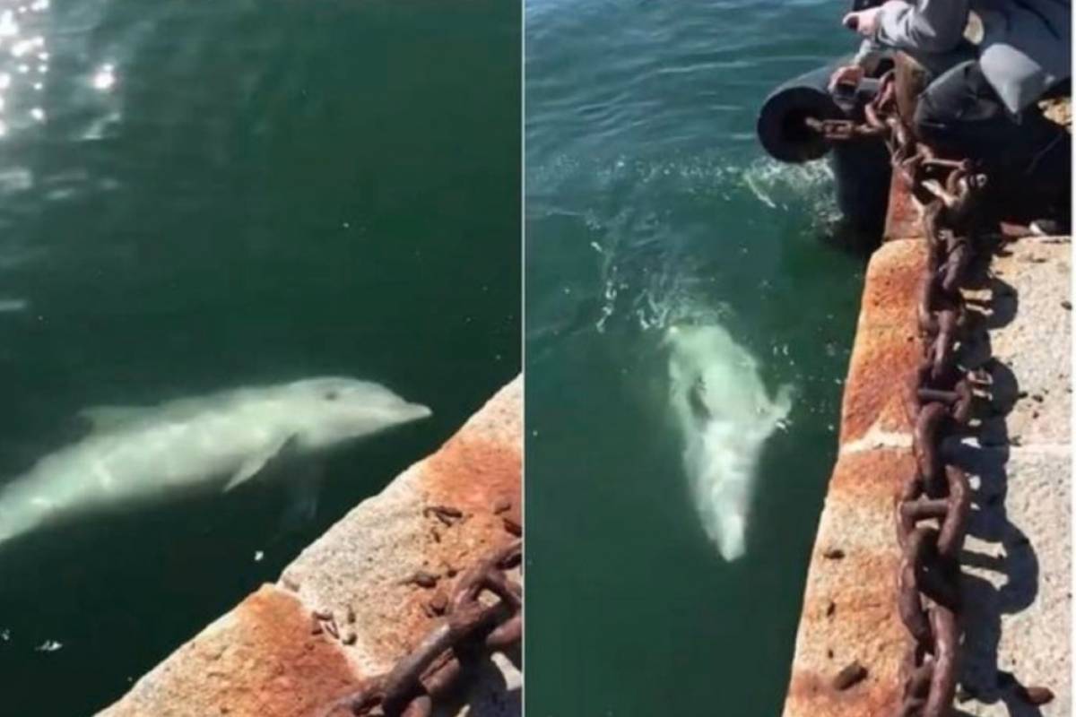 Video) Los animales recuperan su lugar en Italia durante la ...