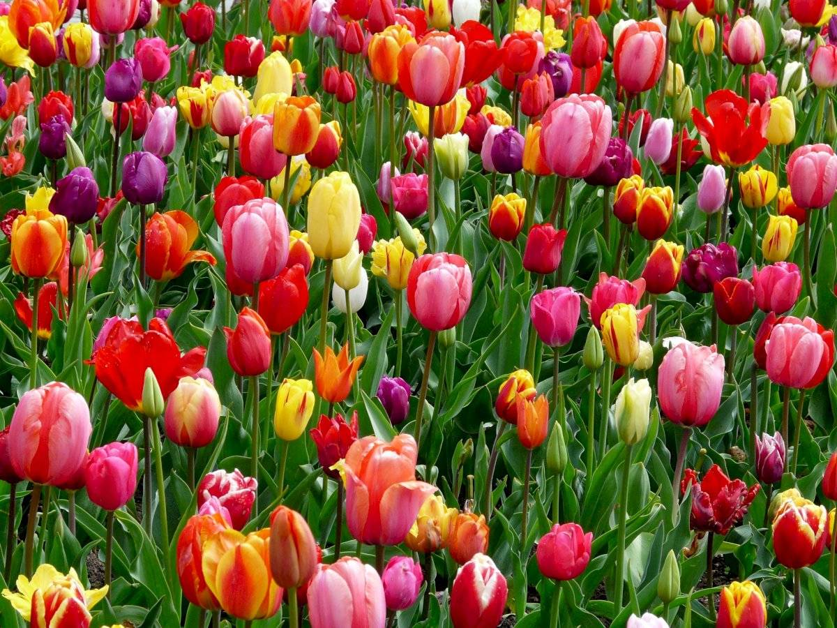 Existen cientos de miles de flores en todo el planeta