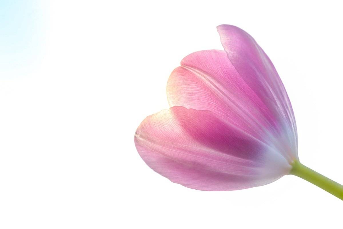 Los tulipanes llegaron a convertirse hasta en objeto de lujo