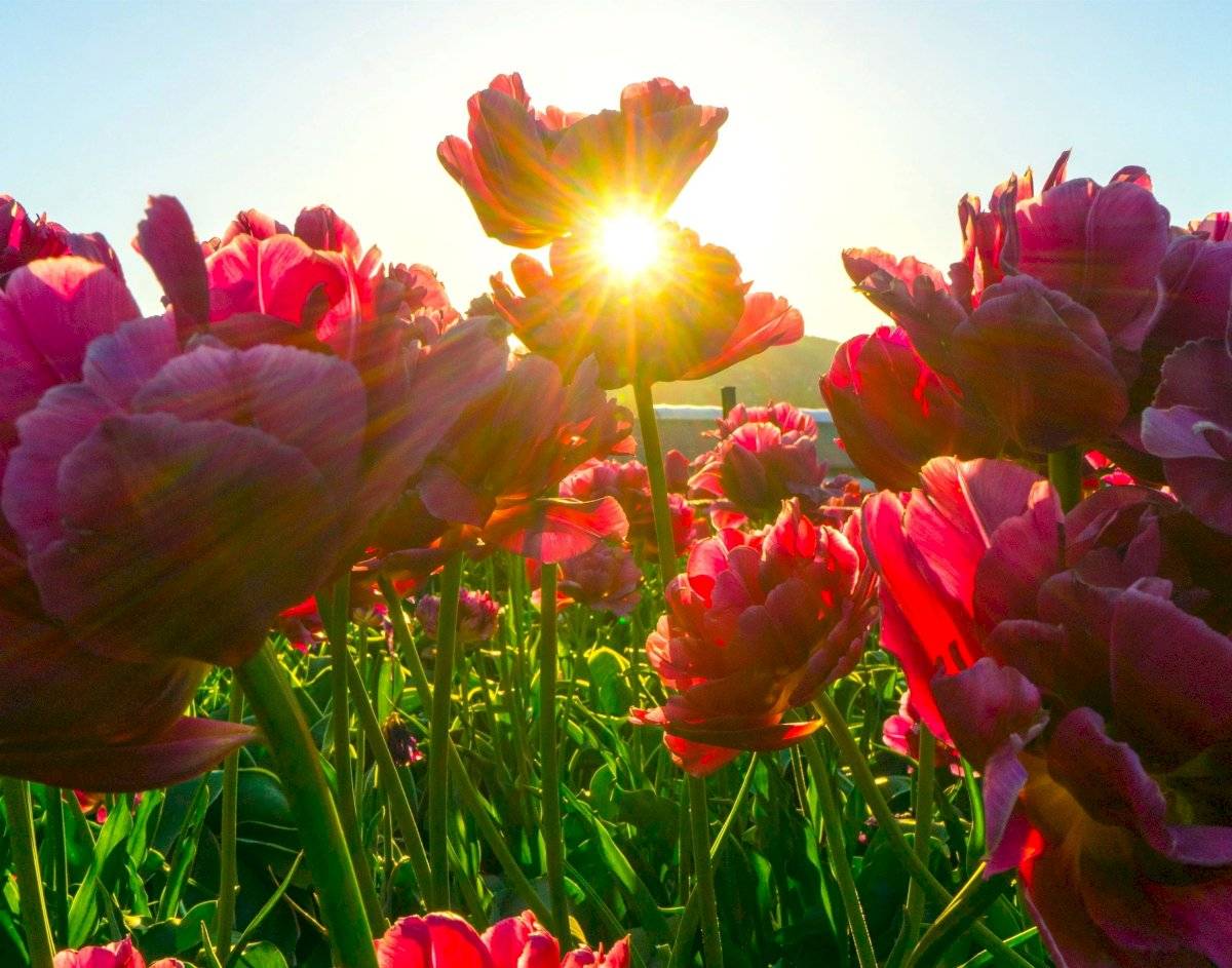 Las flores aparecieron hace 140 millones de años
