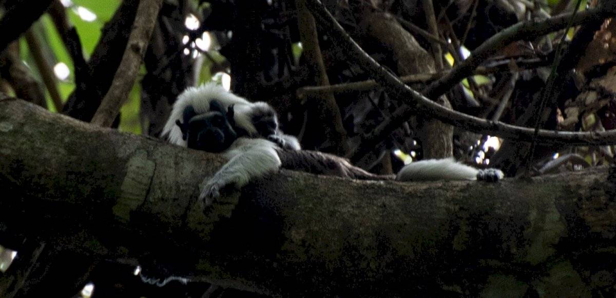 Titís cabeciblancos crías Antioquia